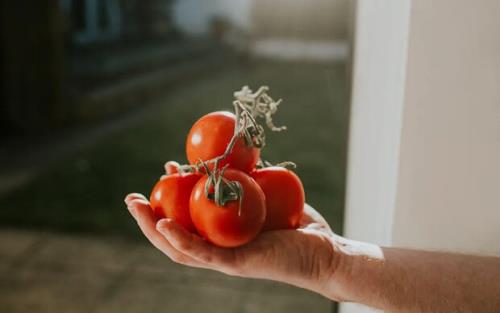 گوجه فرنگی مهندسی شده برای کاهش کلسترول به بازار می آید