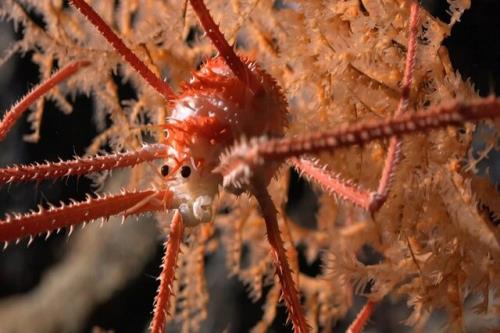 رباتی که بیشتر از 100 گونه جدید دریایی کشف کرد