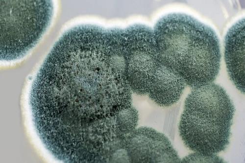قارچ ها نانوذرات با خواص ضدمیکروبی تولید کردند