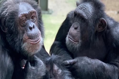 شامپانزه ها رکورد حافظه حیوانات را شکستند