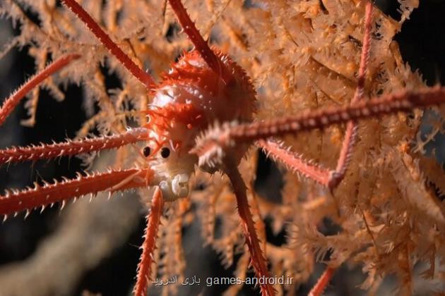 رباتی که بیشتر از 100 گونه جدید دریایی کشف کرد