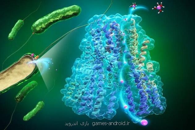 مطالعه موتورهای زیستی باکتری ها، راهنمایی برای طراحی ماشین های نانومقیاس