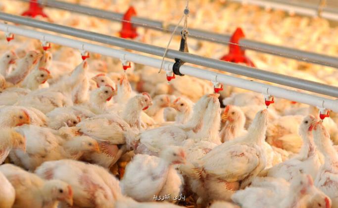 تأمین گوشت مرغ در کشور فناورانه می شود از اصلاح نژاد تا تجهیز مزارع