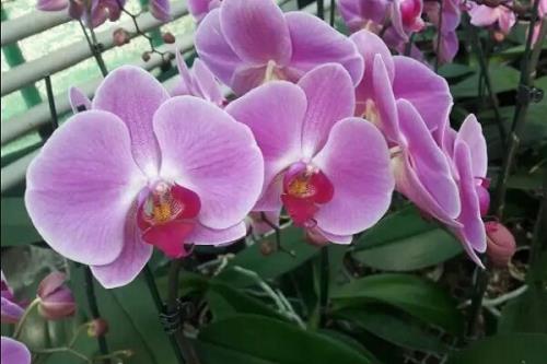تکثیر انبوه ارکیده فالانوپسیس با روشی نوین