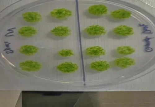 گیاه جان سخت بعد از برگشت از فضا روی زمین زنده ماند