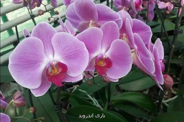 تکثیر انبوه ارکیده فالانوپسیس با روشی نوین