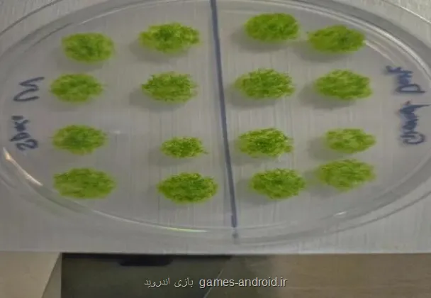 گیاه جان سخت بعد از برگشت از فضا روی زمین زنده ماند